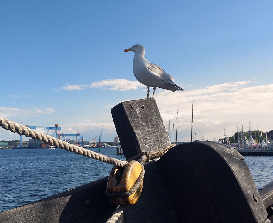 Möwe auf Poller mit Hafen im Hintergrund.